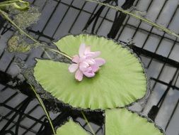 pale pink Waterlily Floating
