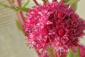 red lush inflorescence on a stalk close up