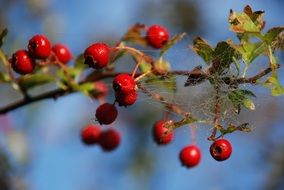 spider web on red rowan