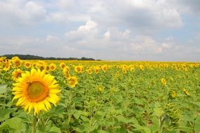 field of blooming sunflowers in summertime