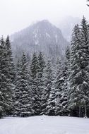 Snowy pine Trees Forest Frost