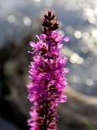 purple wild orchid on a background of the sea