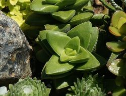 Rock Green Succulent