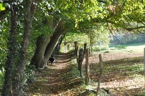 fenced Path along Forest
