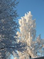 fascinating Winter tree in Frost