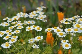 yellow flowers among a camomile field