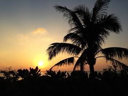 palm tree silhouette during sunset on the island