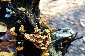 brown wood mushrooms on a rotting stump