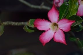 The Azalea Flowers close-up