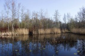 Riedsee among moorland