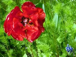 Flower Red Nature Garden France