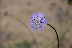 light blue flower on a stem on a blurred background