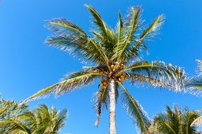 palm trees against a bright blue sky on a sunny day