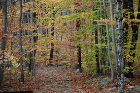 autumn landscape like an idyllic landscape