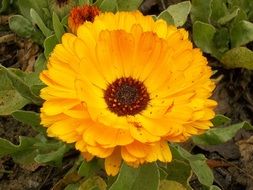 closeup view of yellow flower as a decoration of the garden