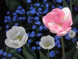 flowers for spring bouquet