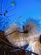blooming cotton against the blue sky in autumn
