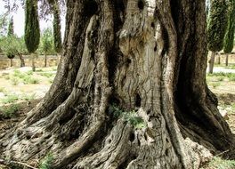 Olive tree in forest, cyprus