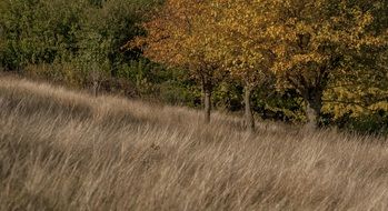Trees Landscape