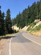 landscape of curved asphalt Road through spruce Forest