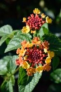 Lantana Camara close up