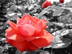 garden shrub of red roses in monochrome on a blurred background