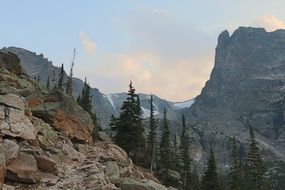 conifers among the rocks in the mountains of colorado
