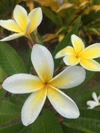 fragrant yellow-white flowers on Easter Island