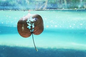 Leaf under water