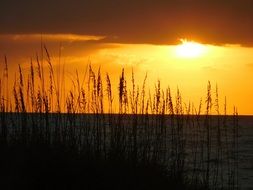 bright orange sunset over tall grass