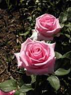 open pink rose in the garden in the sun close-up
