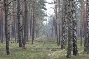 trees in spring forest