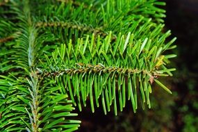 bright green coniferous branch close-up