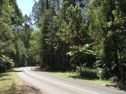 asphalt road among the green forest
