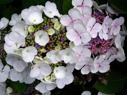 spherical light inflorescences of hydrangea close-up
