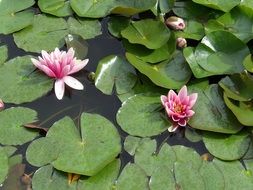 water lilies on the lake