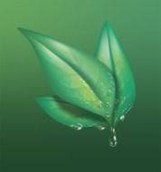 green leaf in drops of water on a green background