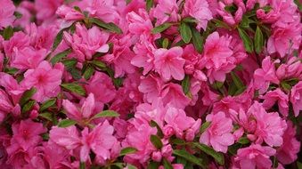 thousands of pink flowers with green leaves