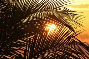 Jamaica sun through palm leaves