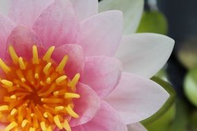 Beautiful pink and white lily with yellow pollen in detail
