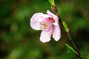 cherry flower with long stamens