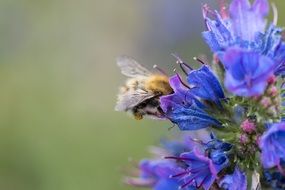 Bee on blue Flower close-up on blurred background