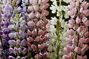 variety of multi-colored lupins close-up