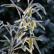 Ice Winter Snow