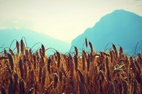 Beautiful, yellow and orange wheat field near the green and blue mountains under the bright sun