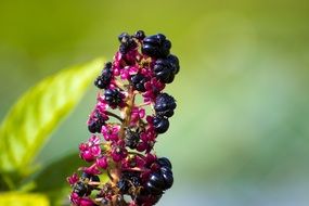 garden plant with buds