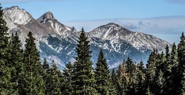 panorama of snow-capped mountains behind green pine trees