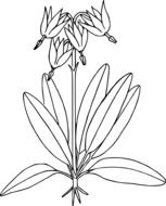 black and white image of a wild flower in graphics
