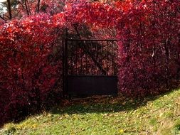 incredibly handsome Autumn red Flower