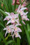 Tropical Thailand Orchid
